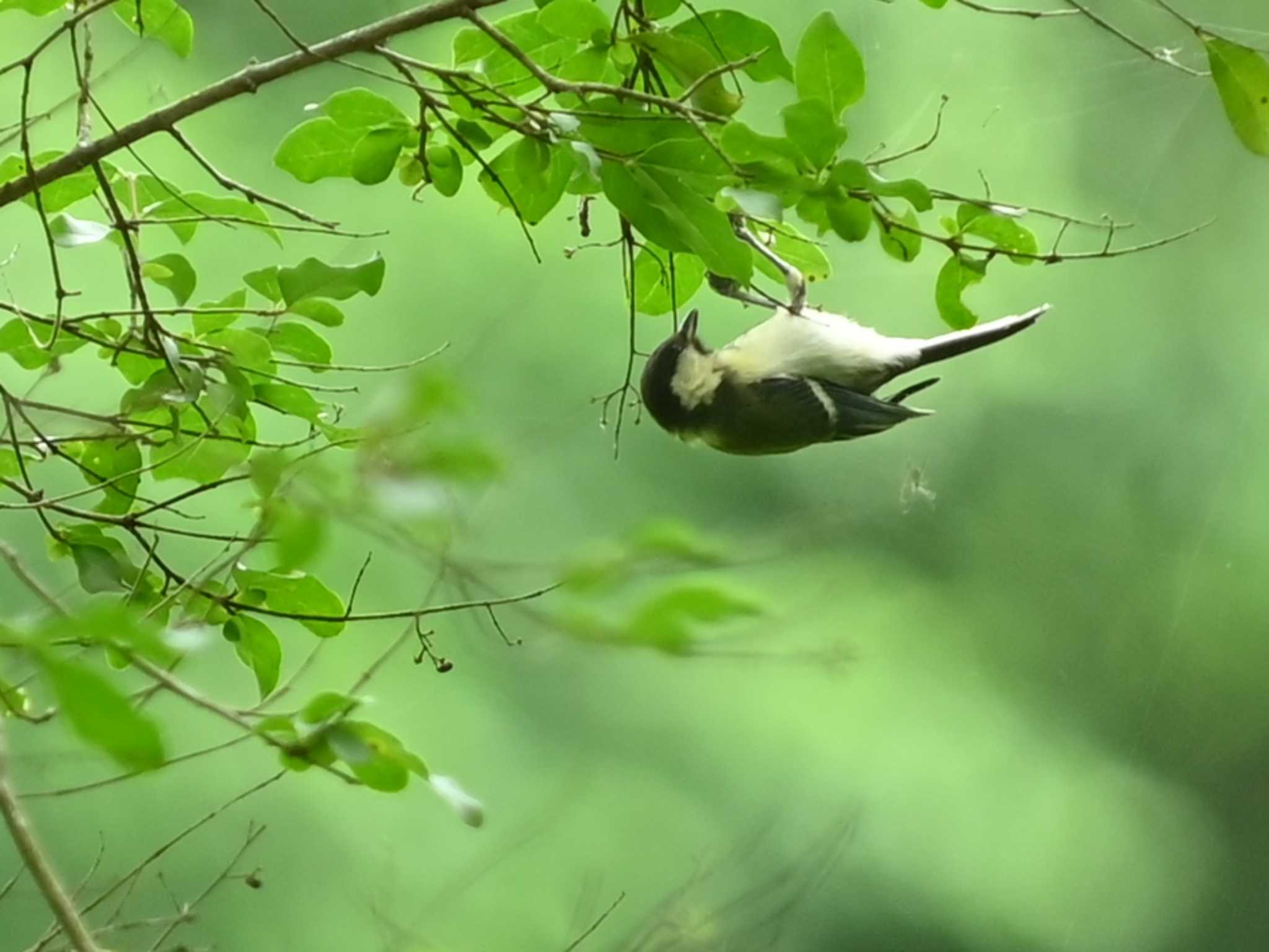 Photo of Japanese Tit at 立田山 by jo6ehm