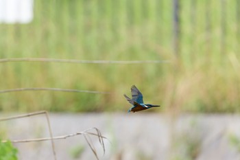 2023年6月10日(土) 大阪府の野鳥観察記録