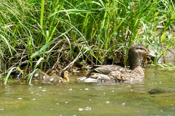 2023年6月10日(土) 福井緑地(札幌市西区)の野鳥観察記録