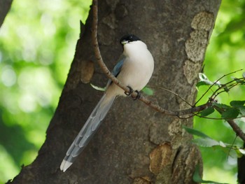 Azure-winged Magpie 東京都 Mon, 6/5/2023