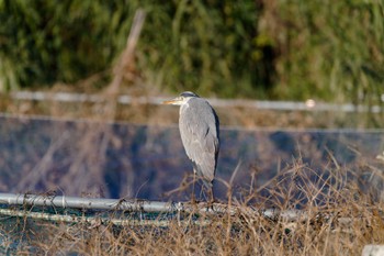 Grey Heron 阪南市 Sun, 2/26/2023