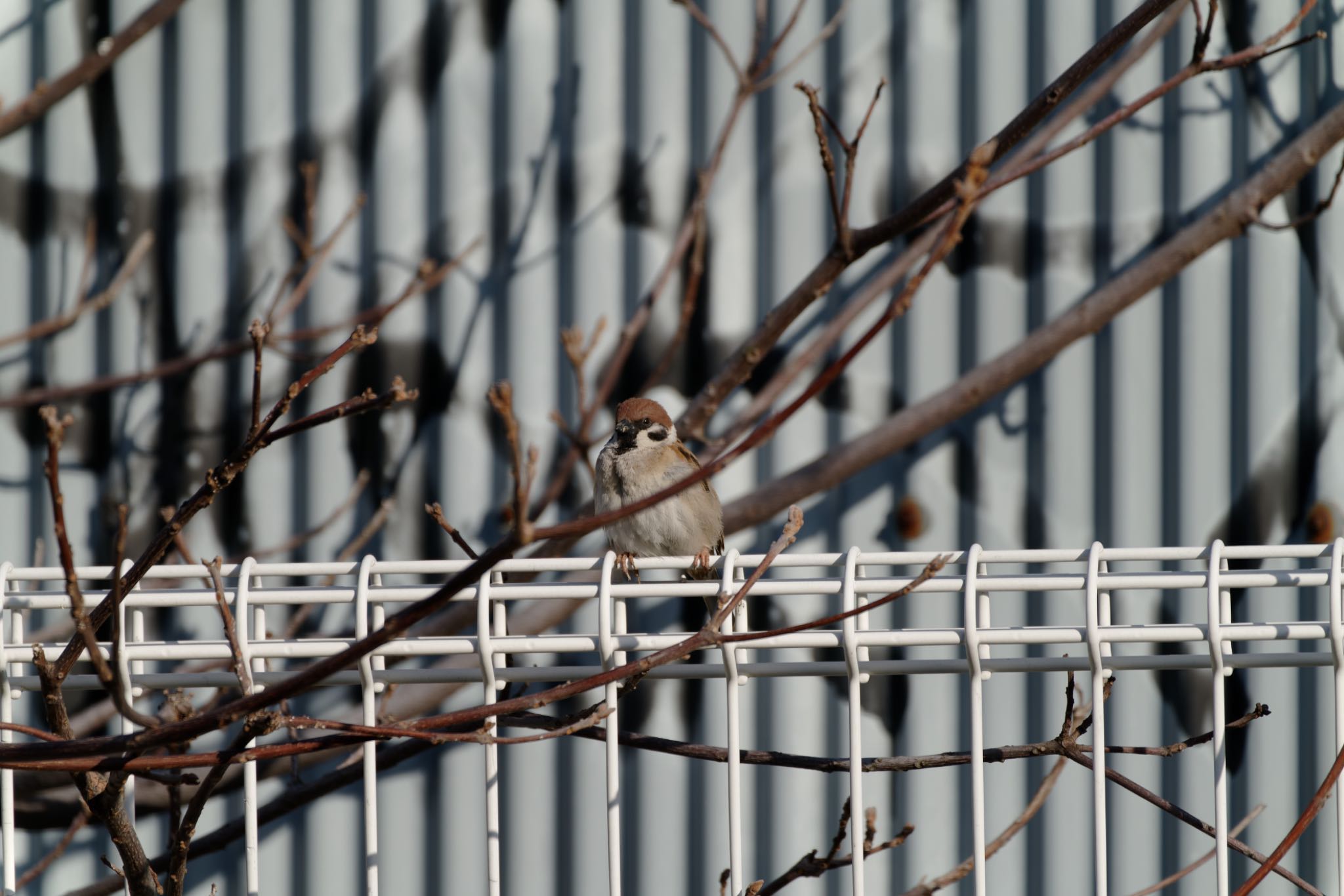 Photo of Eurasian Tree Sparrow at 阪南市 by 杏仁豆腐