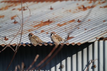 Eurasian Tree Sparrow 阪南市 Sun, 2/26/2023