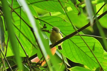 Ruby-cheeked Sunbird