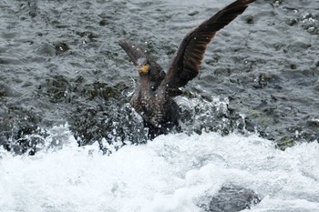 カワウ 中郷温水池(三島市) 2023年6月10日(土)