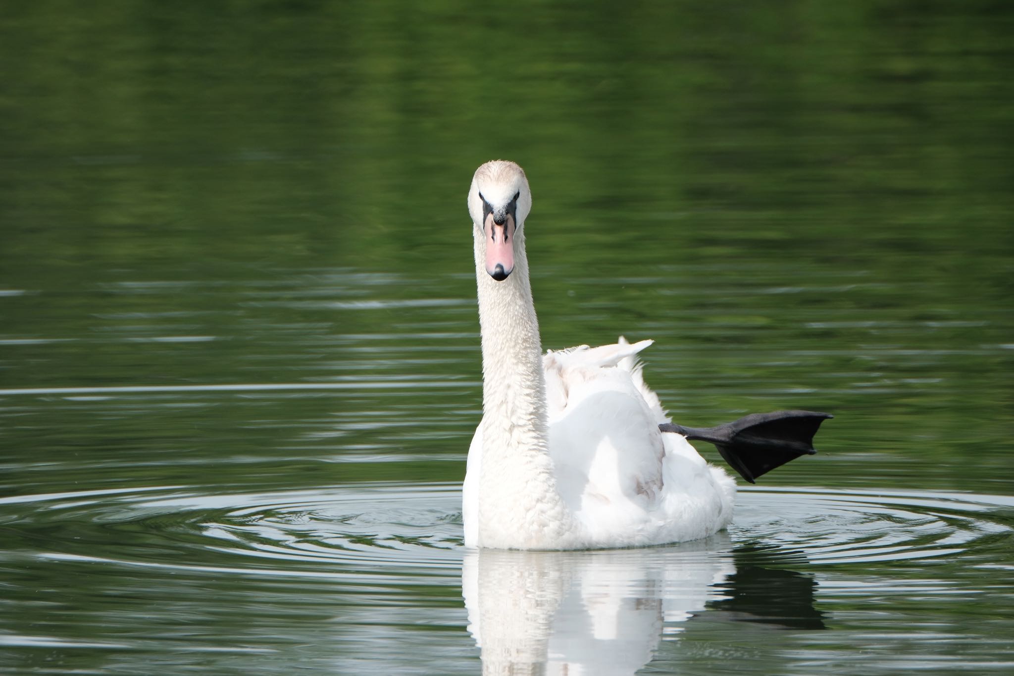 Photo of Mute Swan at 門池公園(沼津市) by ポン介