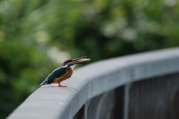 Common Kingfisher 門池公園(沼津市) Sat, 6/10/2023