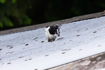 Japanese Wagtail Unknown Spots Fri, 6/9/2023