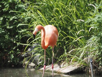 ベニイロフラミンゴ 東山動植物園 2023年6月7日(水)