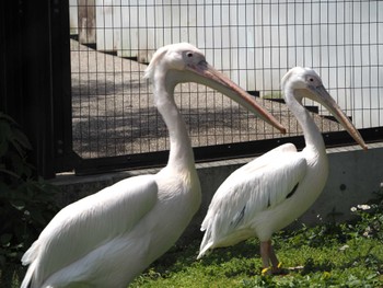Great White Pelican 東山動植物園 Wed, 6/7/2023