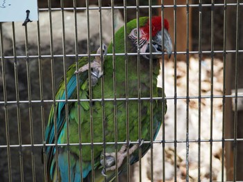 Military Macaw