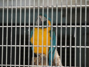 Blue-throated Macaw 東山動植物園 Wed, 6/7/2023