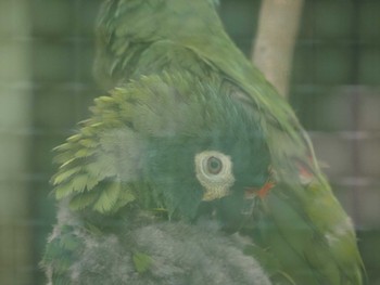 Blue-winged Macaw