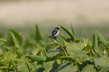 ノビタキ 茨戸川緑地 2023年5月13日(土)