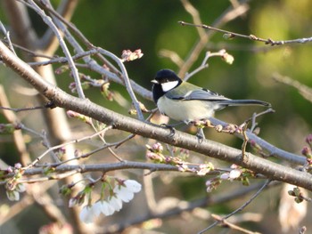 シジュウカラ 桜草公園 2023年3月19日(日)