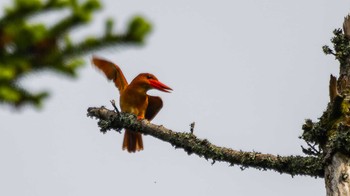 Ruddy Kingfisher 滋賀県 Sat, 6/10/2023