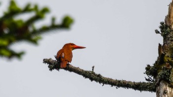 Ruddy Kingfisher 滋賀県 Sat, 6/10/2023