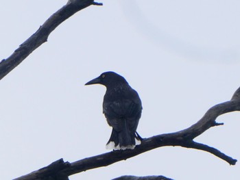 Grey Currawong Altona, SA, Australia Sat, 5/27/2023