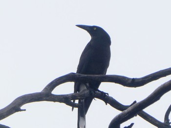 Grey Currawong Altona, SA, Australia Sat, 5/27/2023