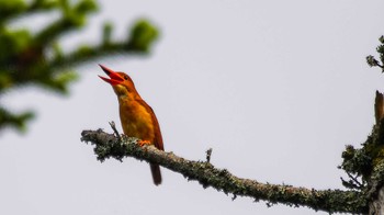 Ruddy Kingfisher 滋賀県 Sat, 6/10/2023