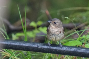 2023年6月9日(金) 西湖野鳥の森公園の野鳥観察記録