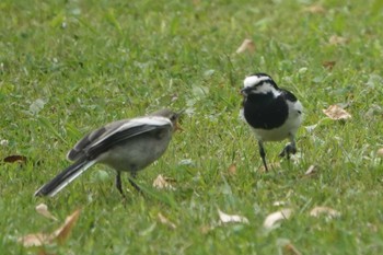 White Wagtail 金井公園 Sat, 6/10/2023