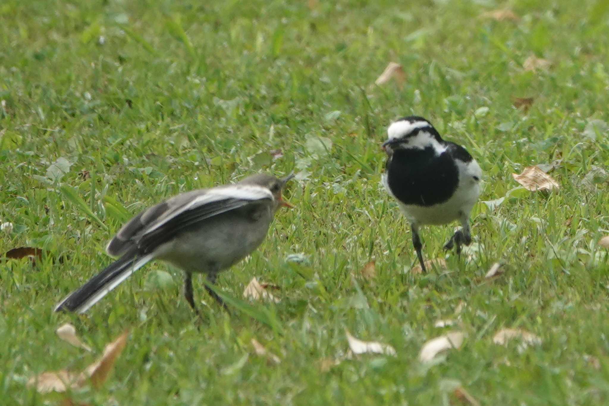 Photo of White Wagtail at 金井公園 by jun tanaka