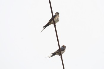 Red-rumped Swallow Unknown Spots Thu, 7/19/2018