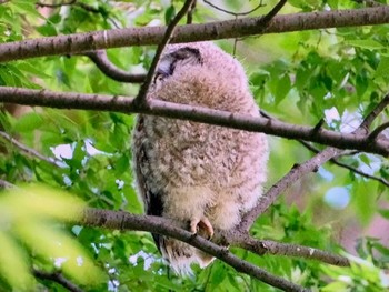 Sat, 6/10/2023 Birding report at 野木神社(栃木県)