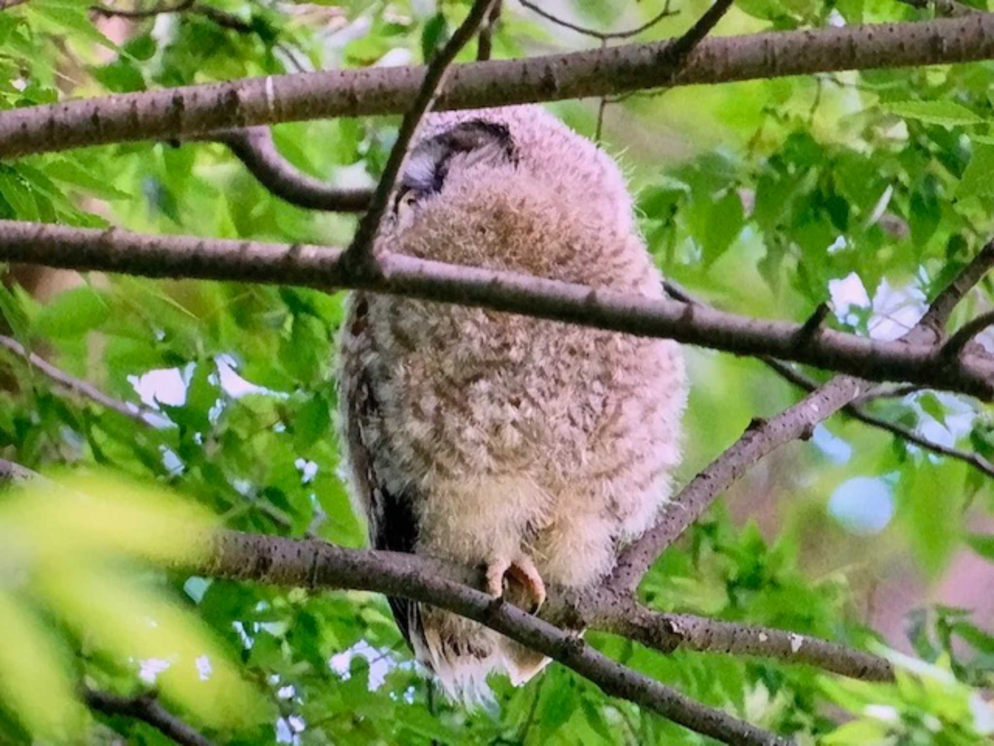 Photo of Ural Owl at 野木神社(栃木県) by ゆるゆるとりみんgoo