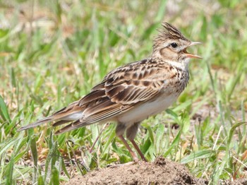 2023年6月10日(土) 豊平川の野鳥観察記録