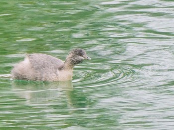 Hoary-headed Grebe Nuriootpa, SA, Australia Sun, 5/28/2023