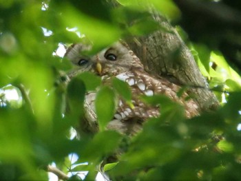 Ural Owl Unknown Spots Sat, 6/10/2023