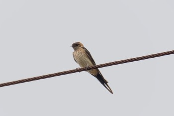 Red-rumped Swallow Unknown Spots Thu, 7/19/2018