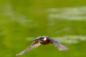 2023年6月10日(土) 千里南公園の野鳥観察記録