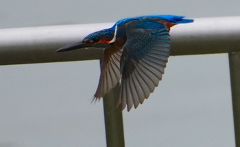 2023年6月10日(土) 佐竹公園(大阪府吹田市)の野鳥観察記録