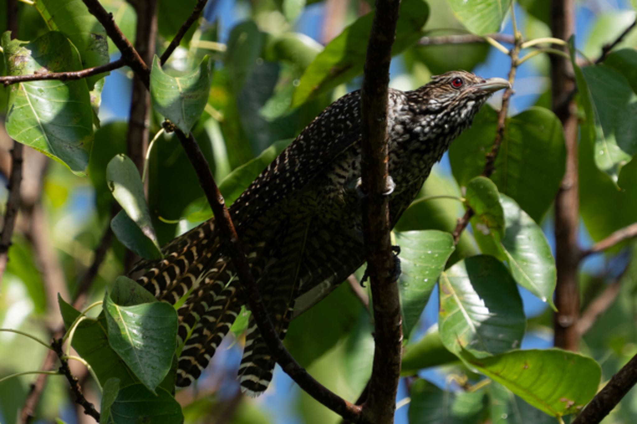 Photo of Asian Koel at Gardens by the Bay (Singapore) by T K