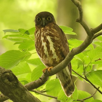 2023年6月11日(日) 多摩森林科学園の野鳥観察記録