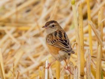 Zitting Cisticola 大沼(宮城県仙台市) Sat, 6/10/2023