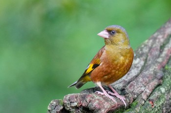 Grey-capped Greenfinch 西湖野鳥の森公園 Fri, 6/9/2023