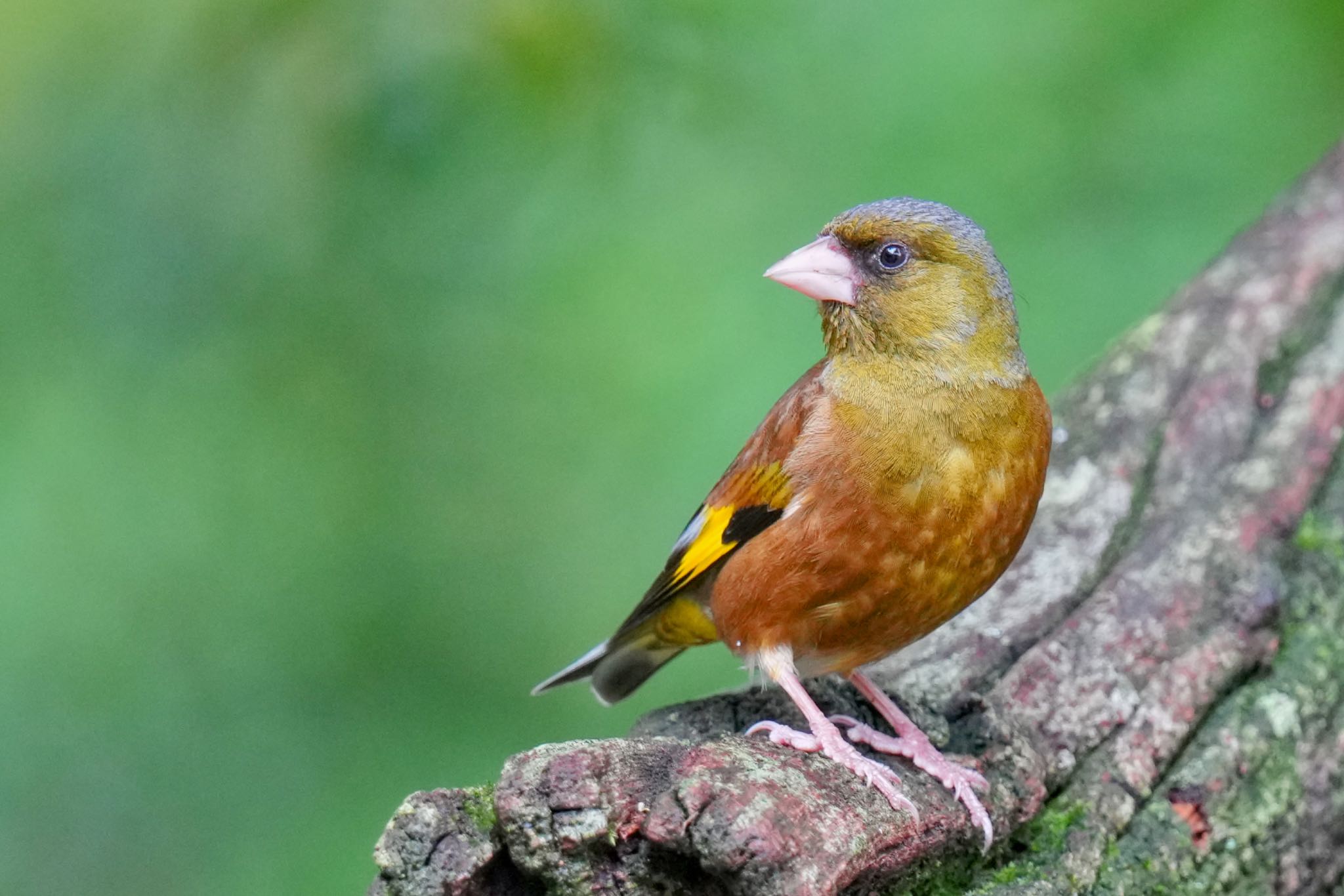 Grey-capped Greenfinch