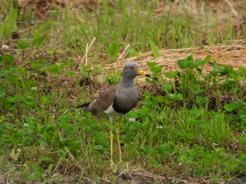 Grey-headed Lapwing 岡山市瀬戸町 Fri, 6/9/2023