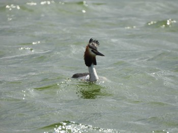 Great Crested Grebe 石狩 Sat, 6/10/2023