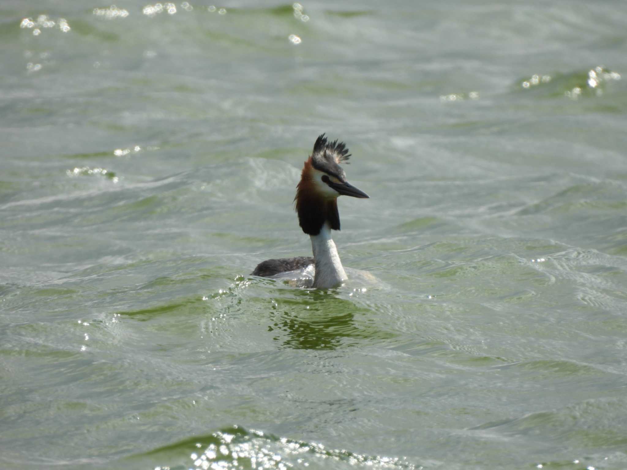 Photo of Great Crested Grebe at 石狩 by Ko Sato