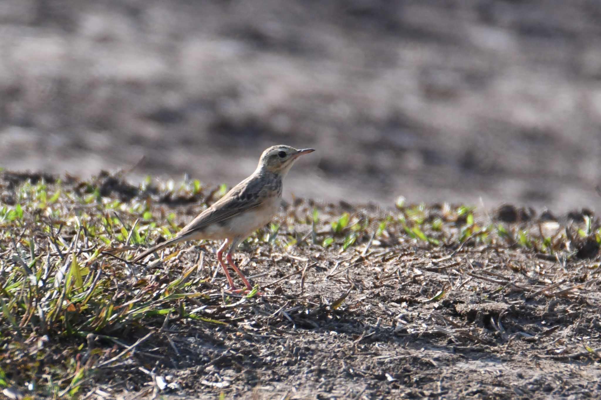 Nong Bong Khai Non-hunting Area ヒメマミジロタヒバリの写真 by あひる