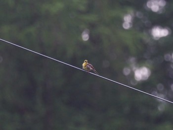 Yellow Bunting Unknown Spots Thu, 7/12/2018