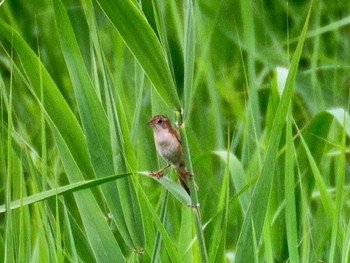 2023年6月10日(土) 渡良瀬遊水地の野鳥観察記録