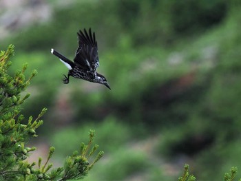 Spotted Nutcracker Unknown Spots Thu, 7/12/2018