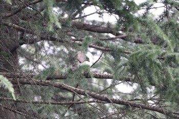 2023年6月10日(土) 和田堀公園の野鳥観察記録