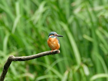 Common Kingfisher 横浜市立金沢自然公園 Sat, 6/10/2023